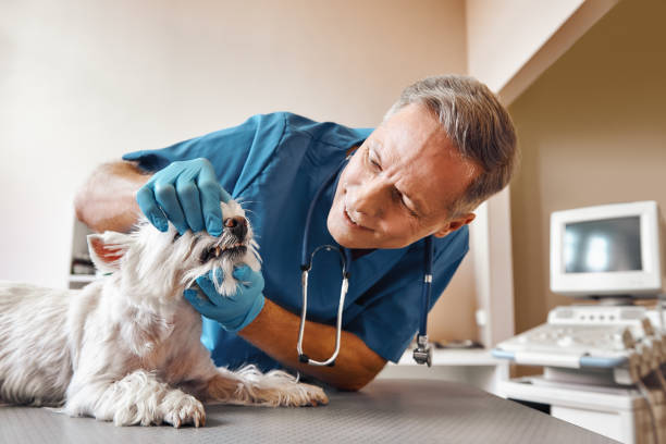 Best Same-Day Emergency Dental Services in Man, WV
